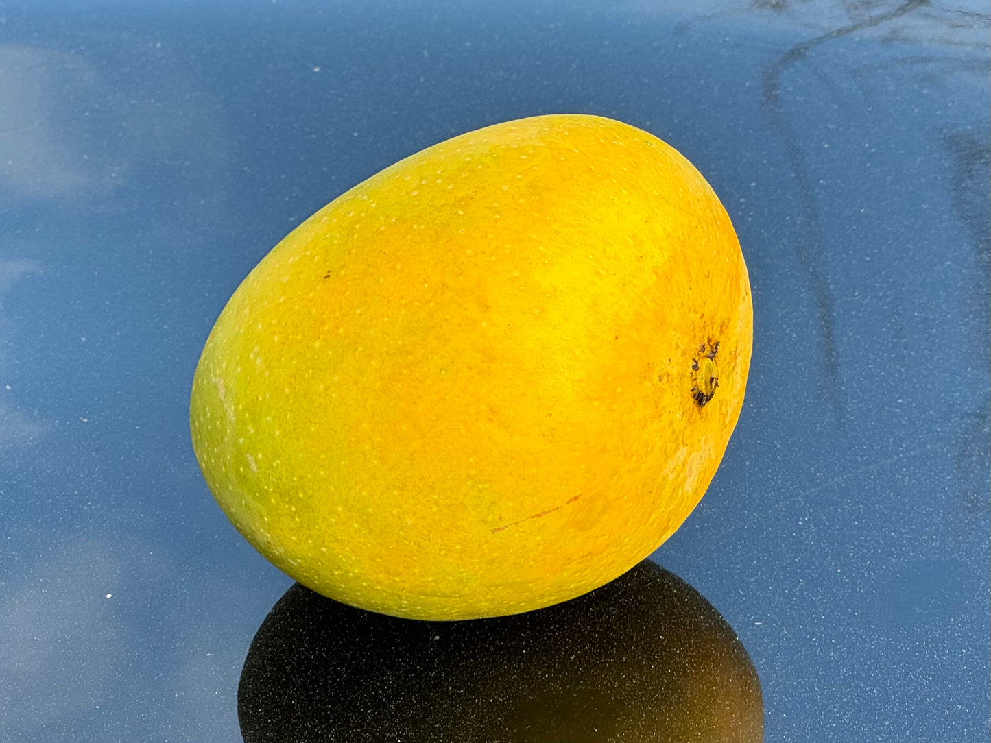 Ratnagiri Alphonso Mango