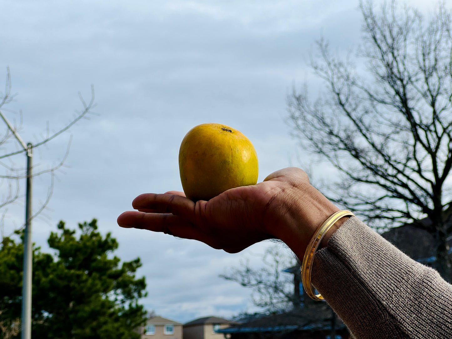 Ratnagiri Alphonso Mango