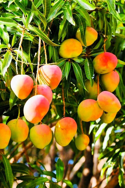 Your Guide to the Most Delicious Mangoes: Discovering Kesar and Alphonso with TheMangoMan