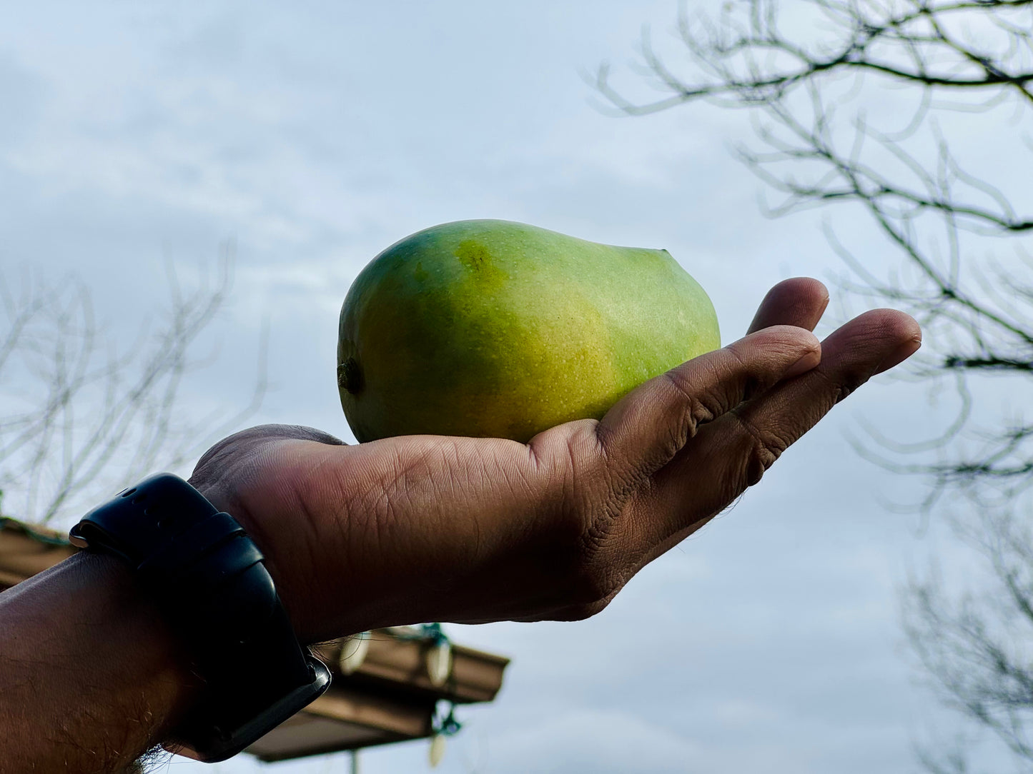 Gir Talala Kesar Mango