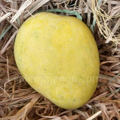 BENGANPALLI MANGO / BADAMI MANGO